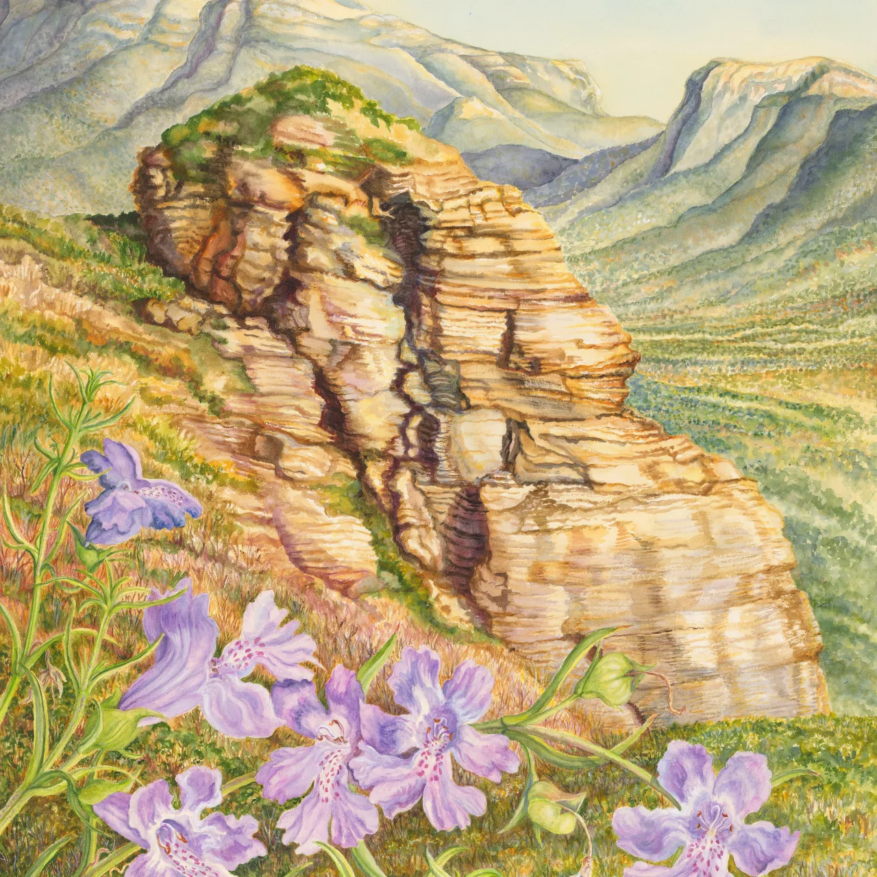 23: Lilac and Stone: Snake Bush at Mount Trio, Stirling Range, Western Australia