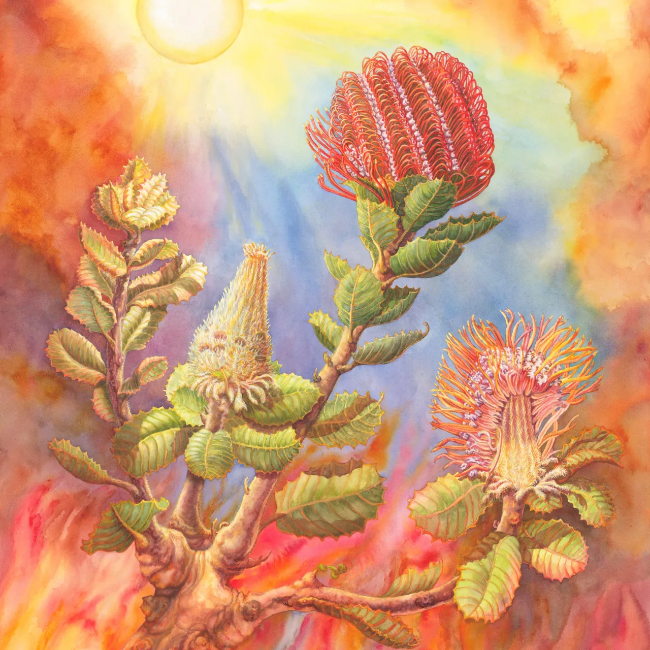 29: Scarlet Banksia with Bushfire Sun