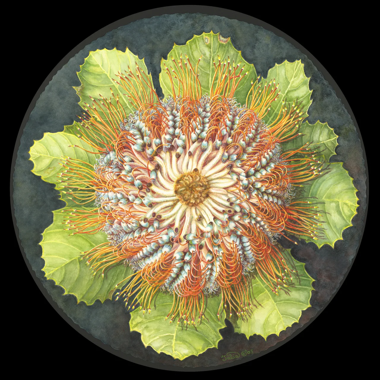 30: Firewheel Banksia