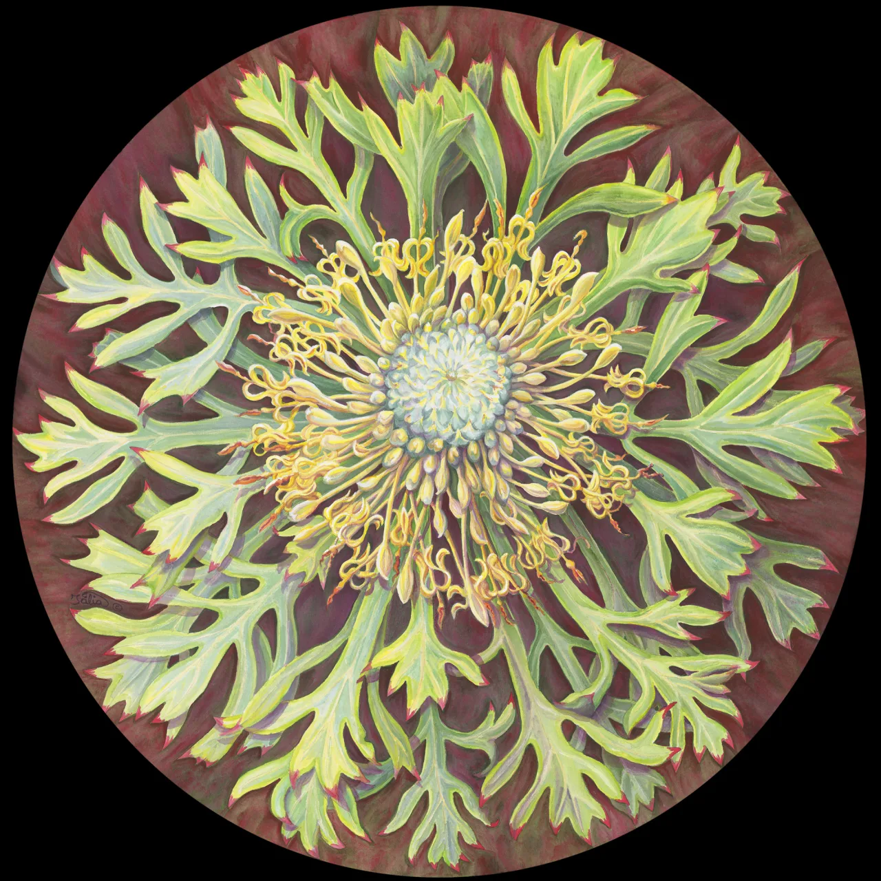37: Like an Anemone - Isopogon anemonifolius