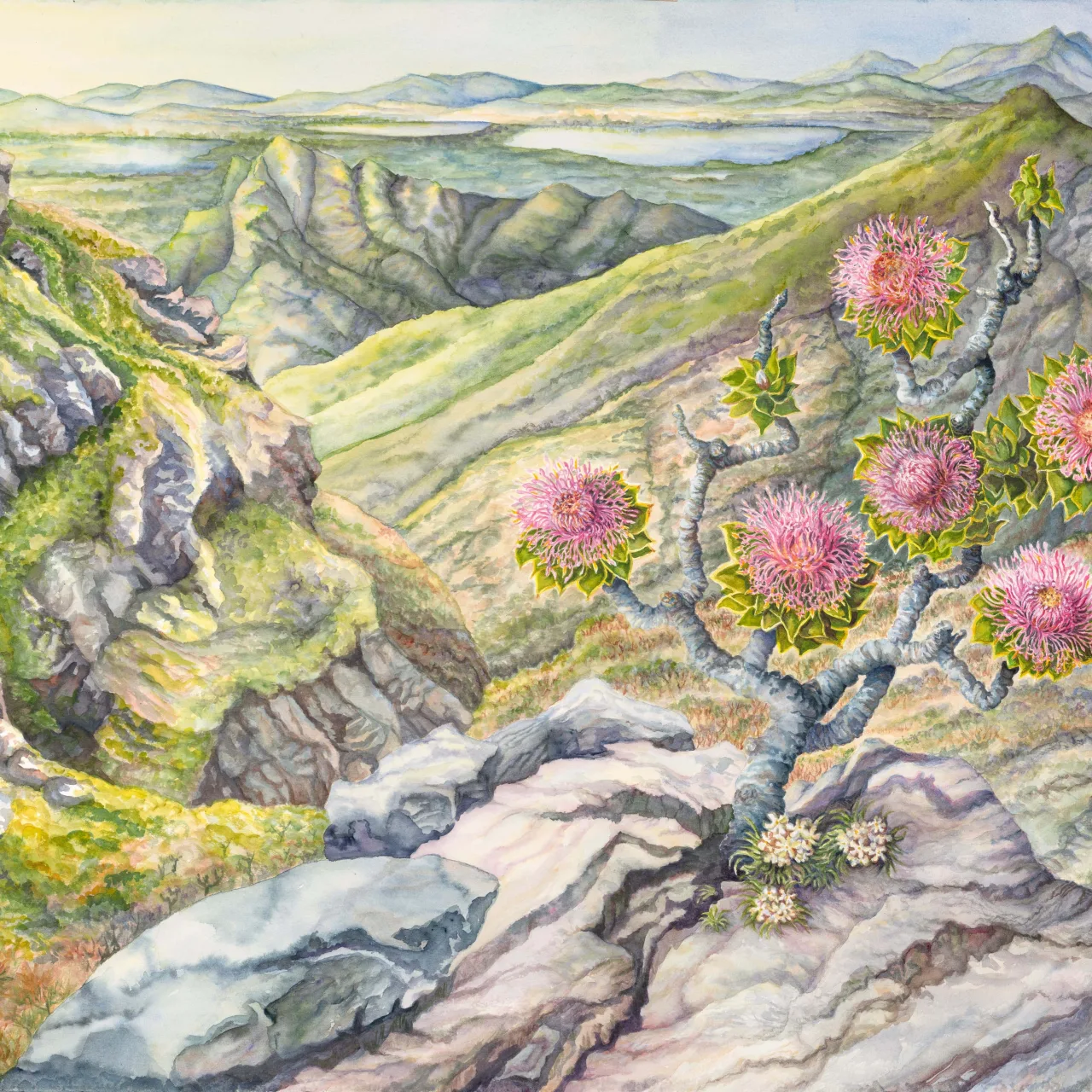 36: In Solitary Splendour—Isopogan latifolius at Bluff Knoll, Stirling Range, Western Australia