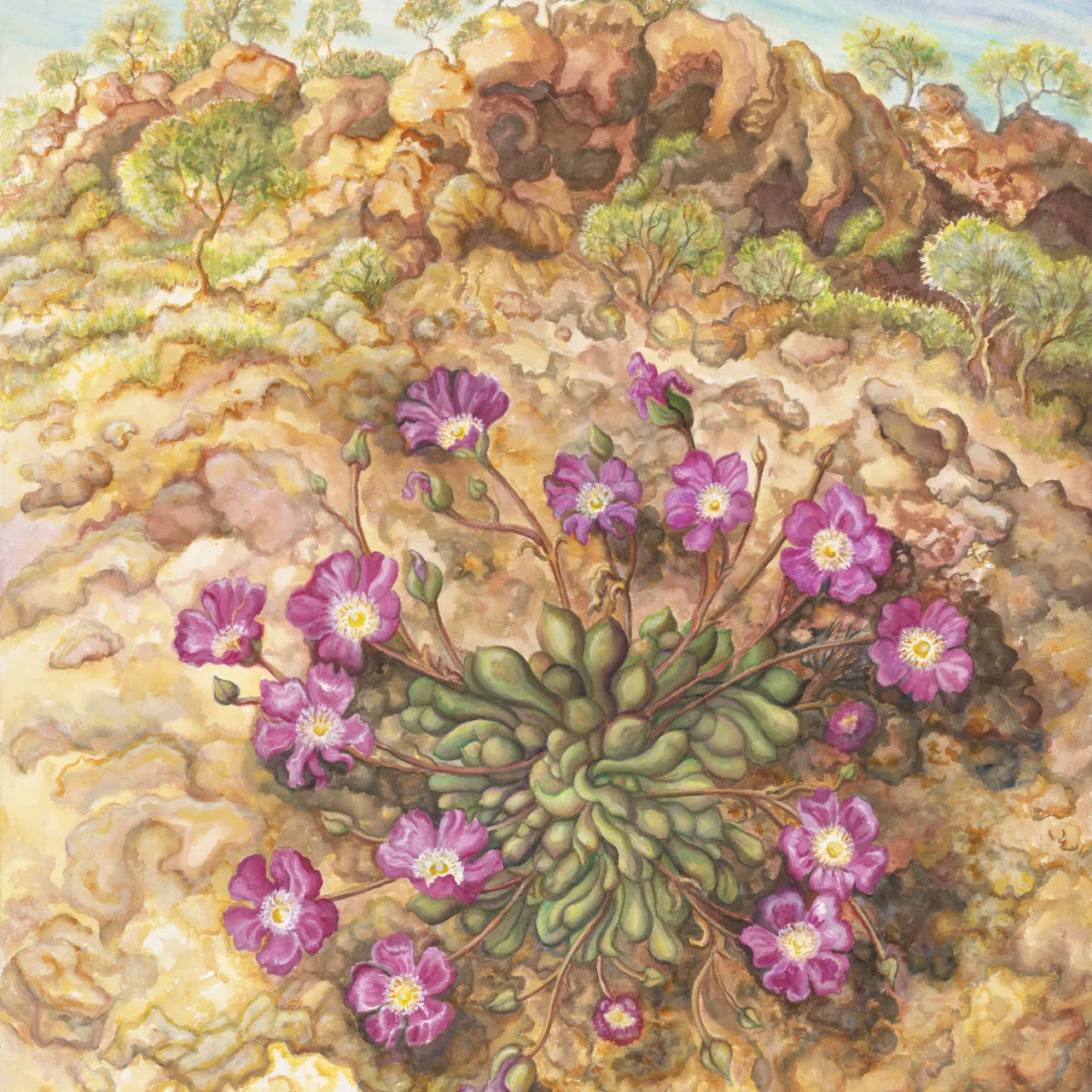 62A: Parakeelyas at Niagara Dam, Western Australian Goldfields