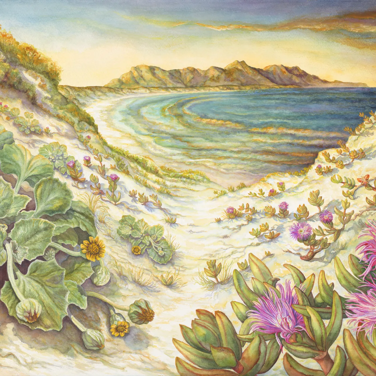 69: Thriving on Sun, Sand, and Wind—the Dune Plants of Point Ann, Western Australia