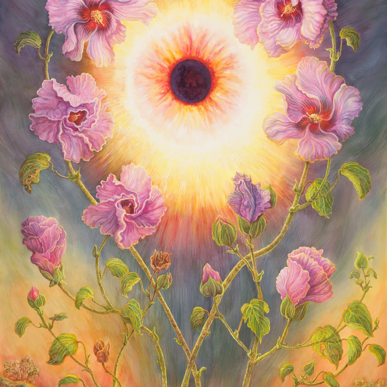 63: Sturt's Desert Rose and the Solar Eclipse