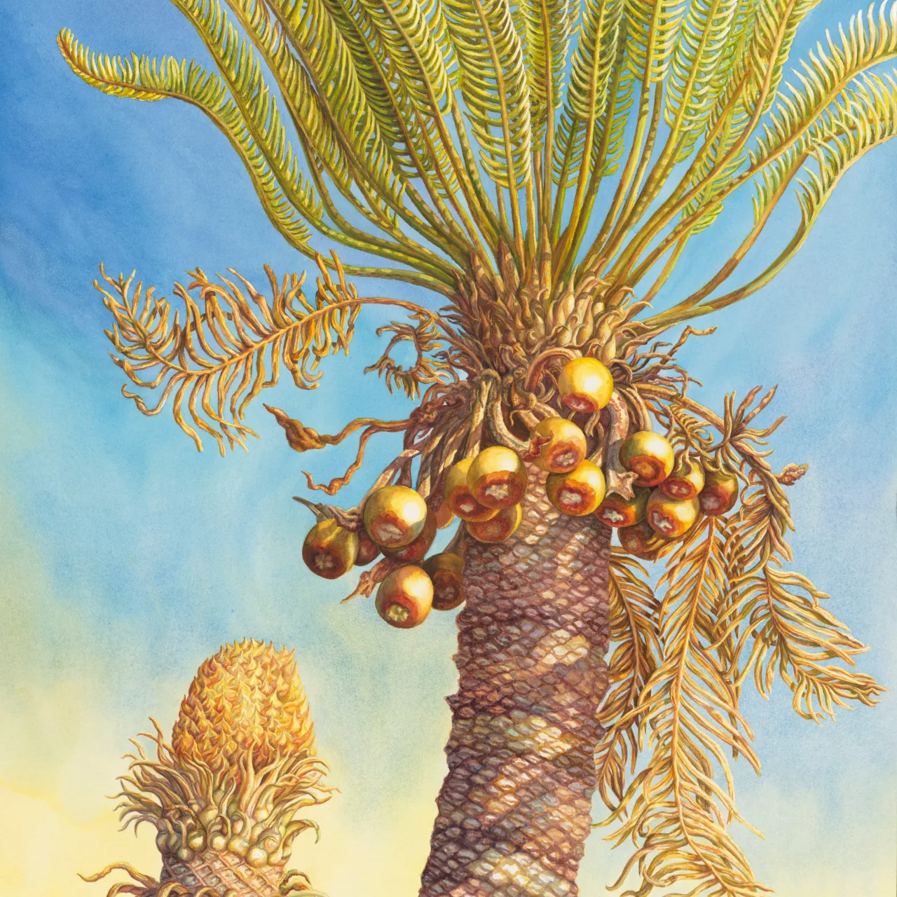 11: Ancient Partnerships—Male and Female Cycas armstrongii