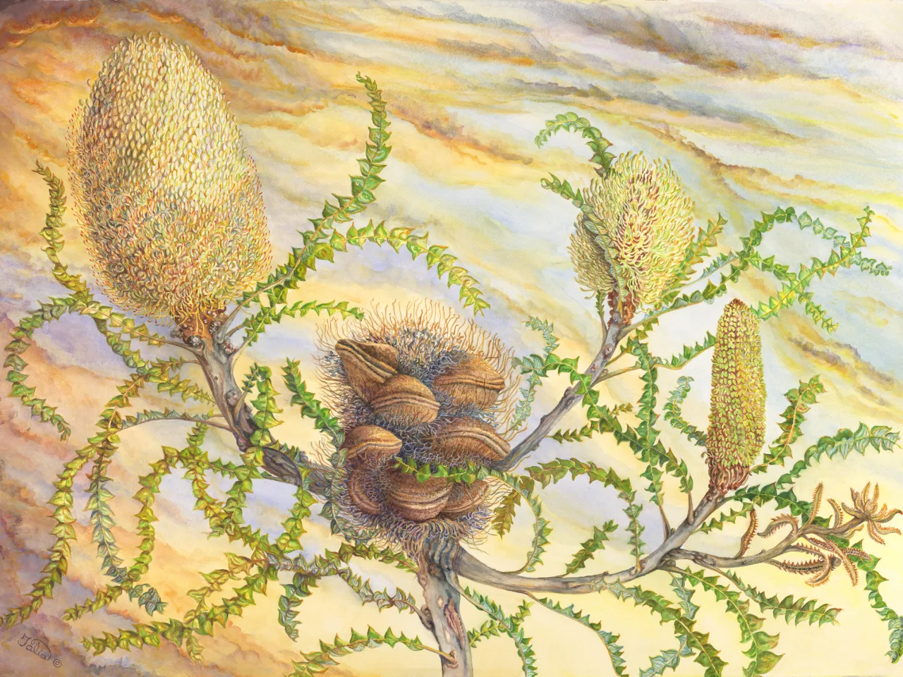 28: Banksia Bossa Nova