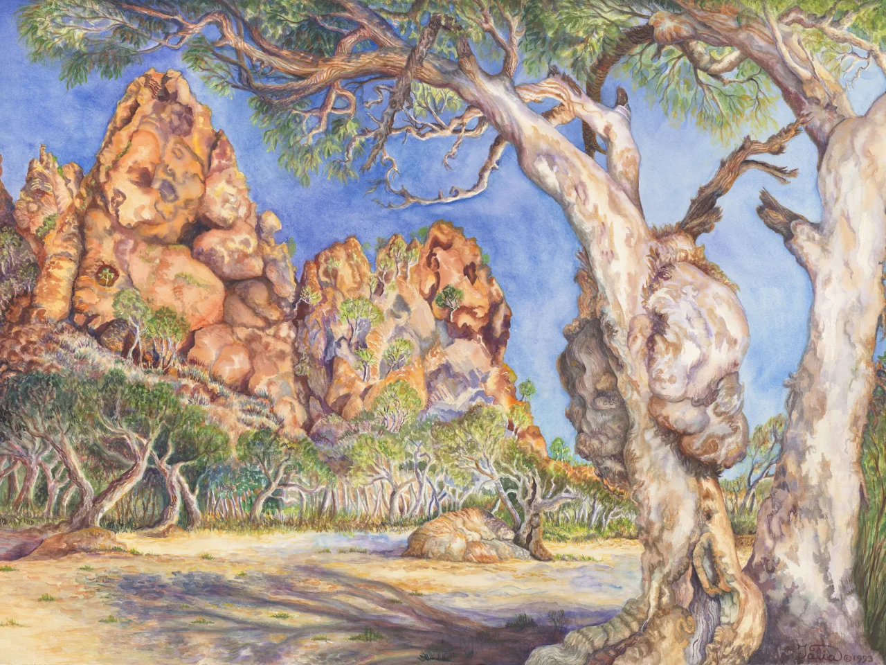 46: River Red Gums (Eucalyptus camaldulensis) at Trephina Bluff