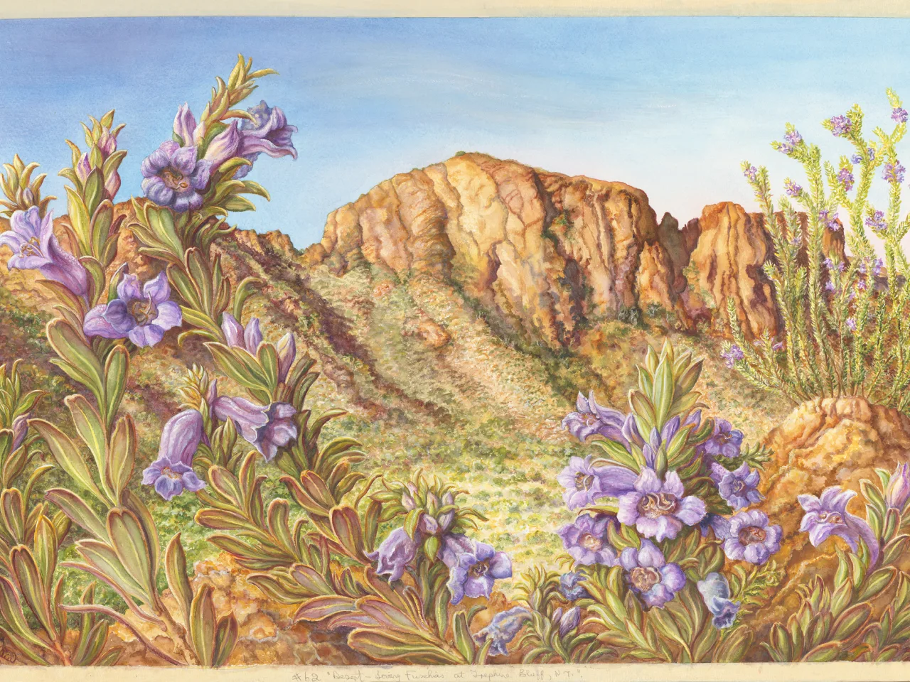 62: Desert-Loving Fuchsias at Trephina Bluff, Northern Territory