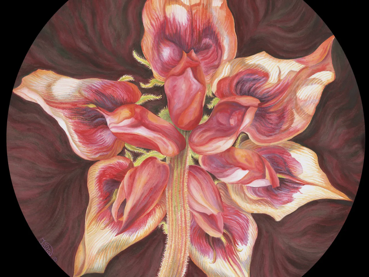 65C: A Week in the Life of Sturt’s Desert Pea: An Ant’s Perspective From Beneath—Sturt’s Desert Pea