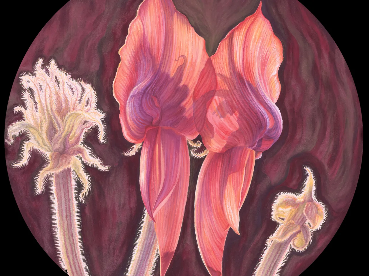 65D: A Week in the Life of Sturt’s Desert Pea: Mature Peas and Developing Buds—Sturt’s Desert Pea