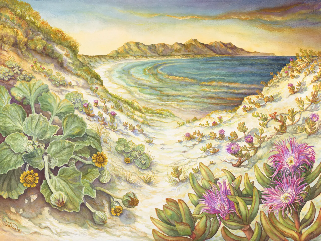 69: Thriving on Sun, Sand, and Wind—the Dune Plants of Point Ann, Western Australia