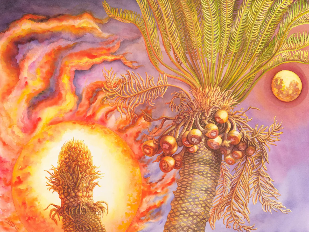 9: Helios & Selene—Male and Female Cycas armstrongii