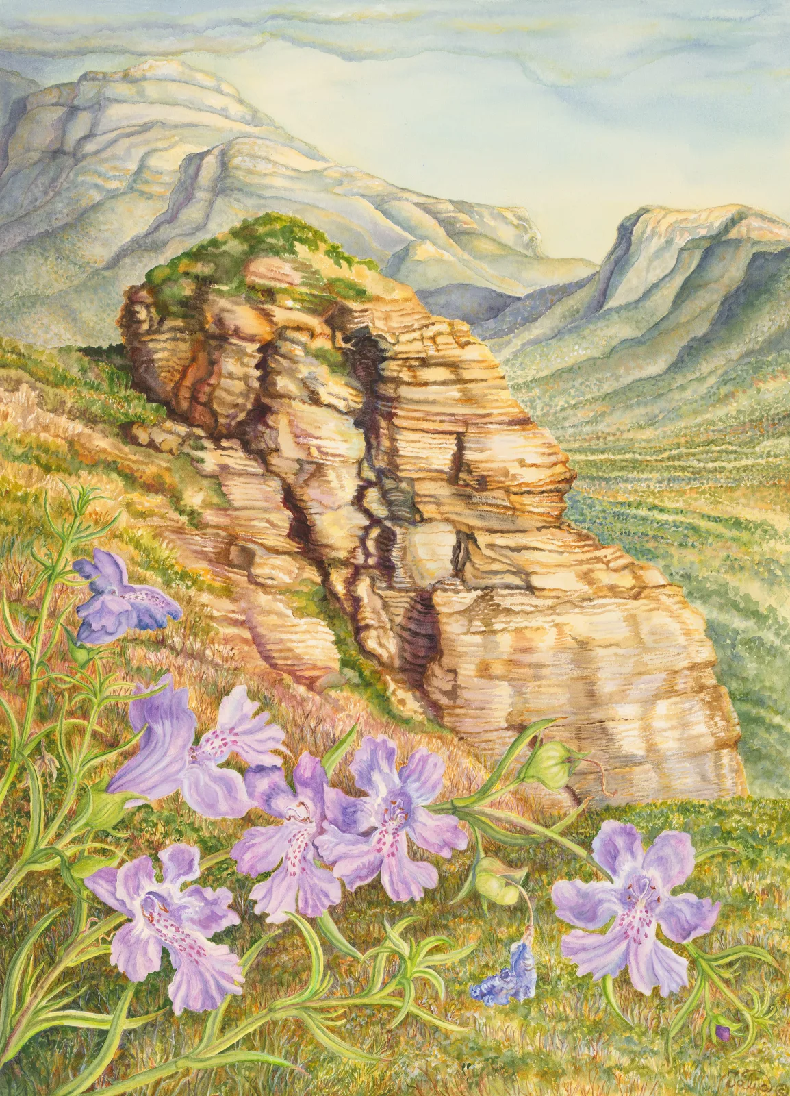 Artwork 23: Lilac and Stone: Snake Bush at Mount Trio, Stirling Range, Western Australia