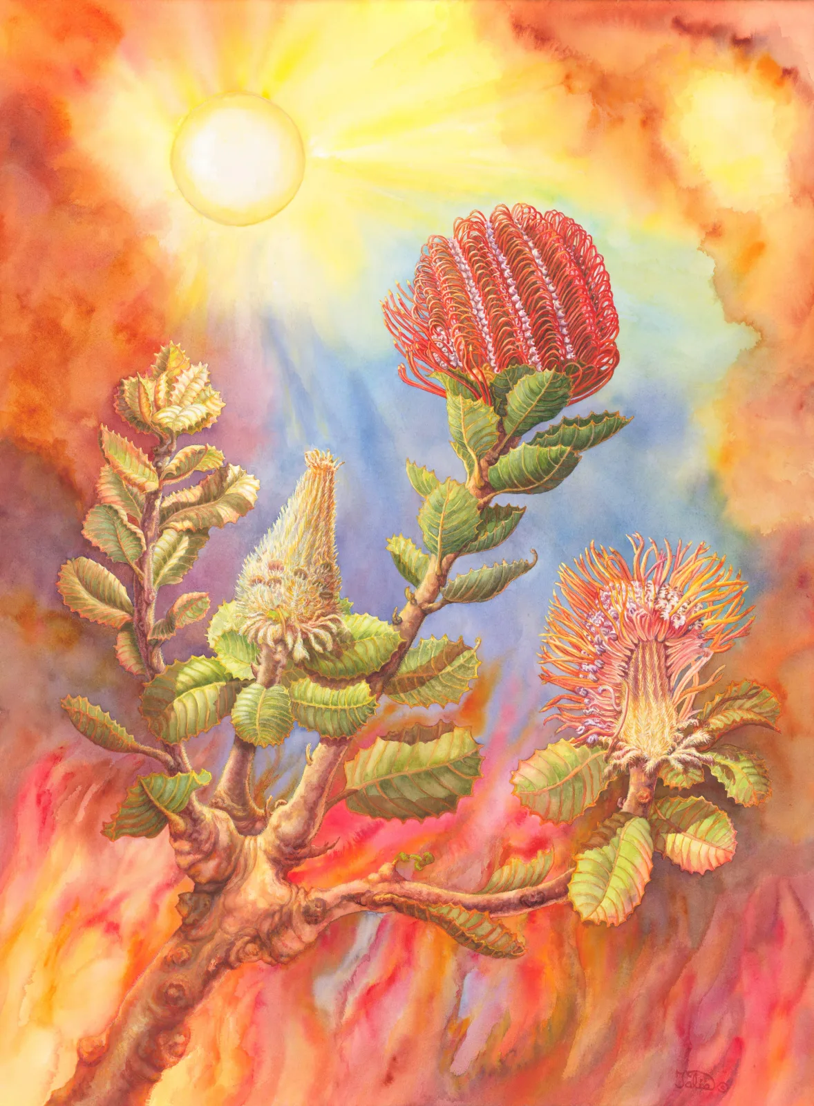Artwork 29: Scarlet Banksia with Bushfire Sun