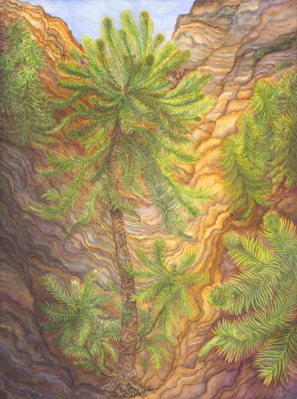 Artwork 17: And Down the Dim Gorges—Wollemia nobilis