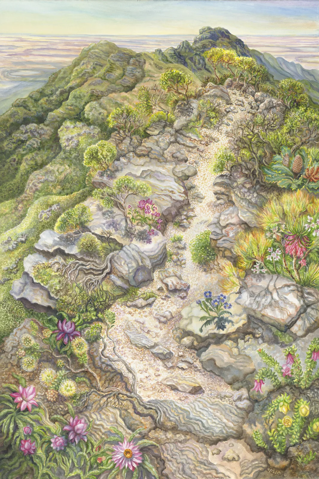 Artwork 23A: On Top of Bluff Knoll—A Bonsai Garden