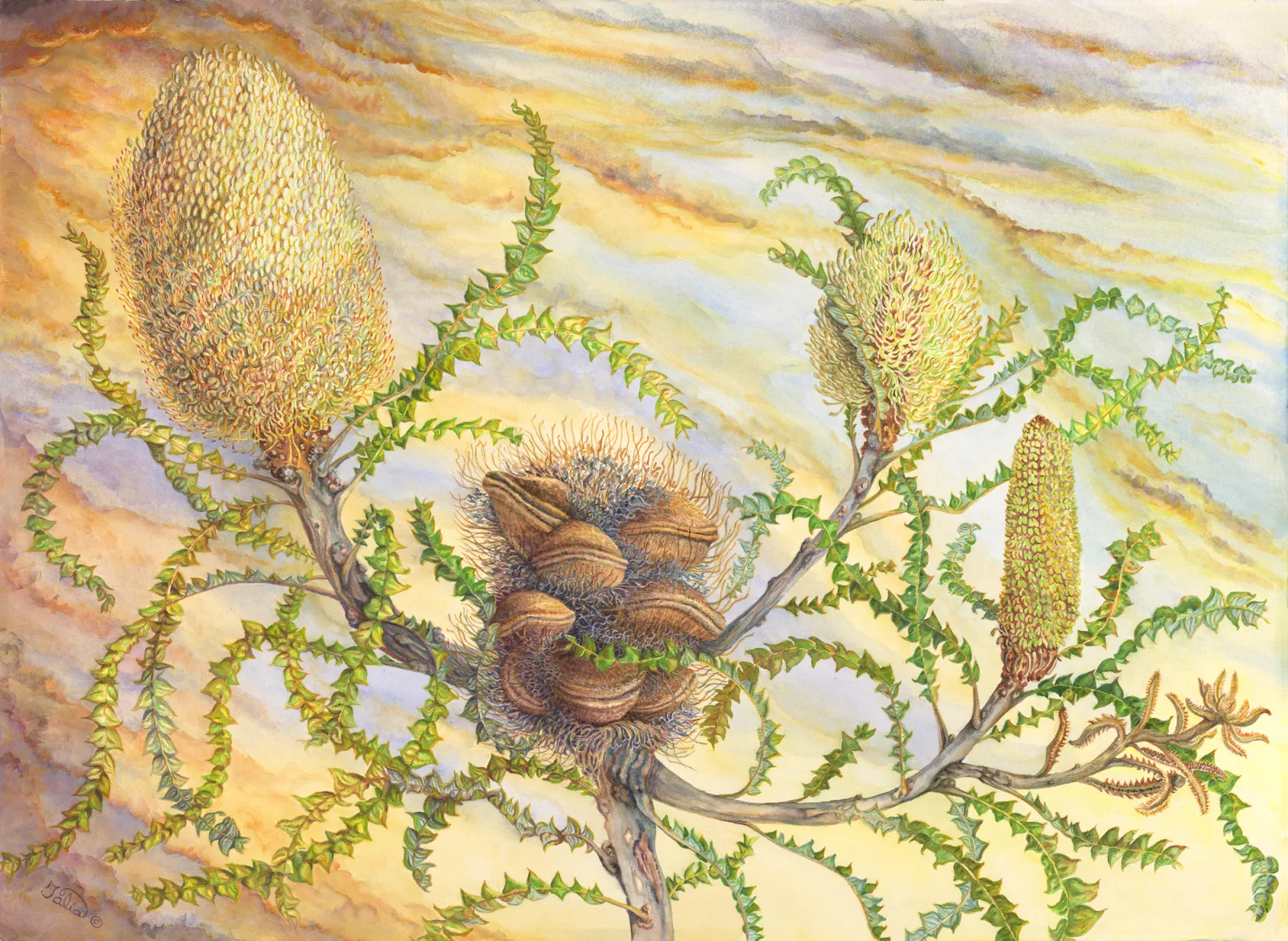 Artwork 28: Banksia Bossa Nova