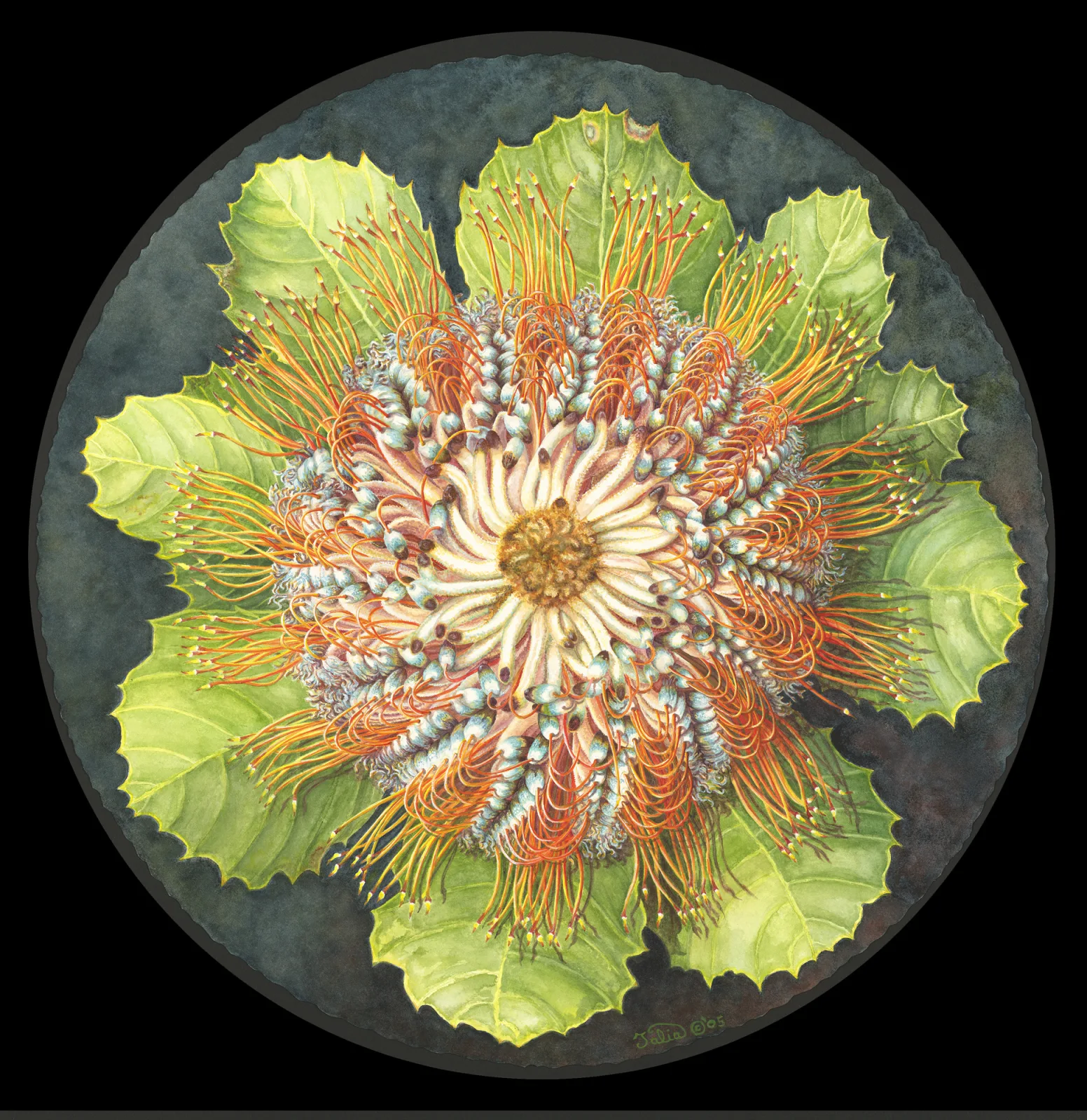 Artwork 30: Firewheel Banksia
