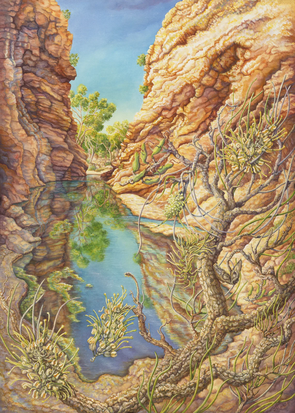 Artwork 33: Hakea lorea at Simpsons Gap, Northern Territory