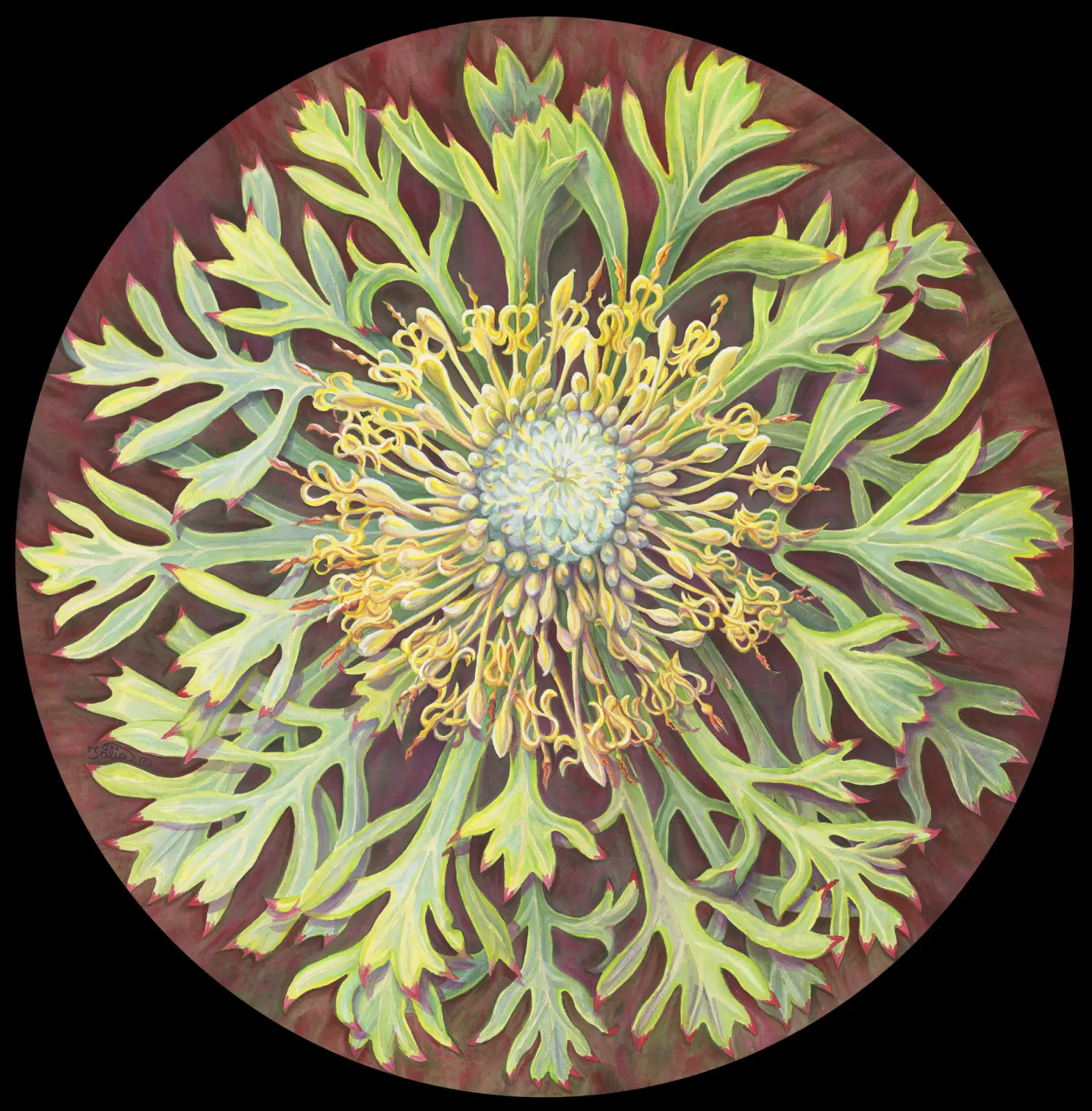 Artwork 37: Like an Anemone - Isopogon anemonifolius