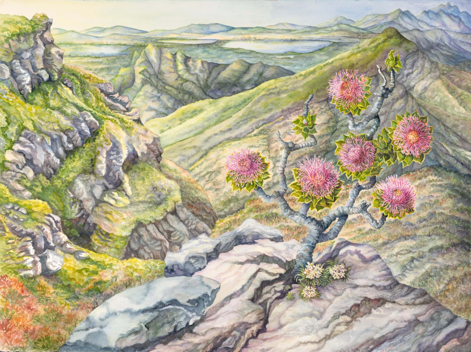 Artwork 36: In Solitary Splendour—Isopogan latifolius at Bluff Knoll, Stirling Range, Western Australia