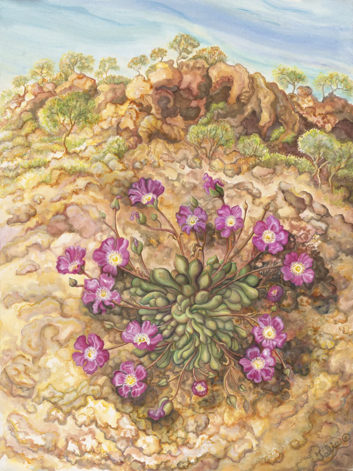 Artwork 62A: Parakeelyas at Niagara Dam, Western Australian Goldfields