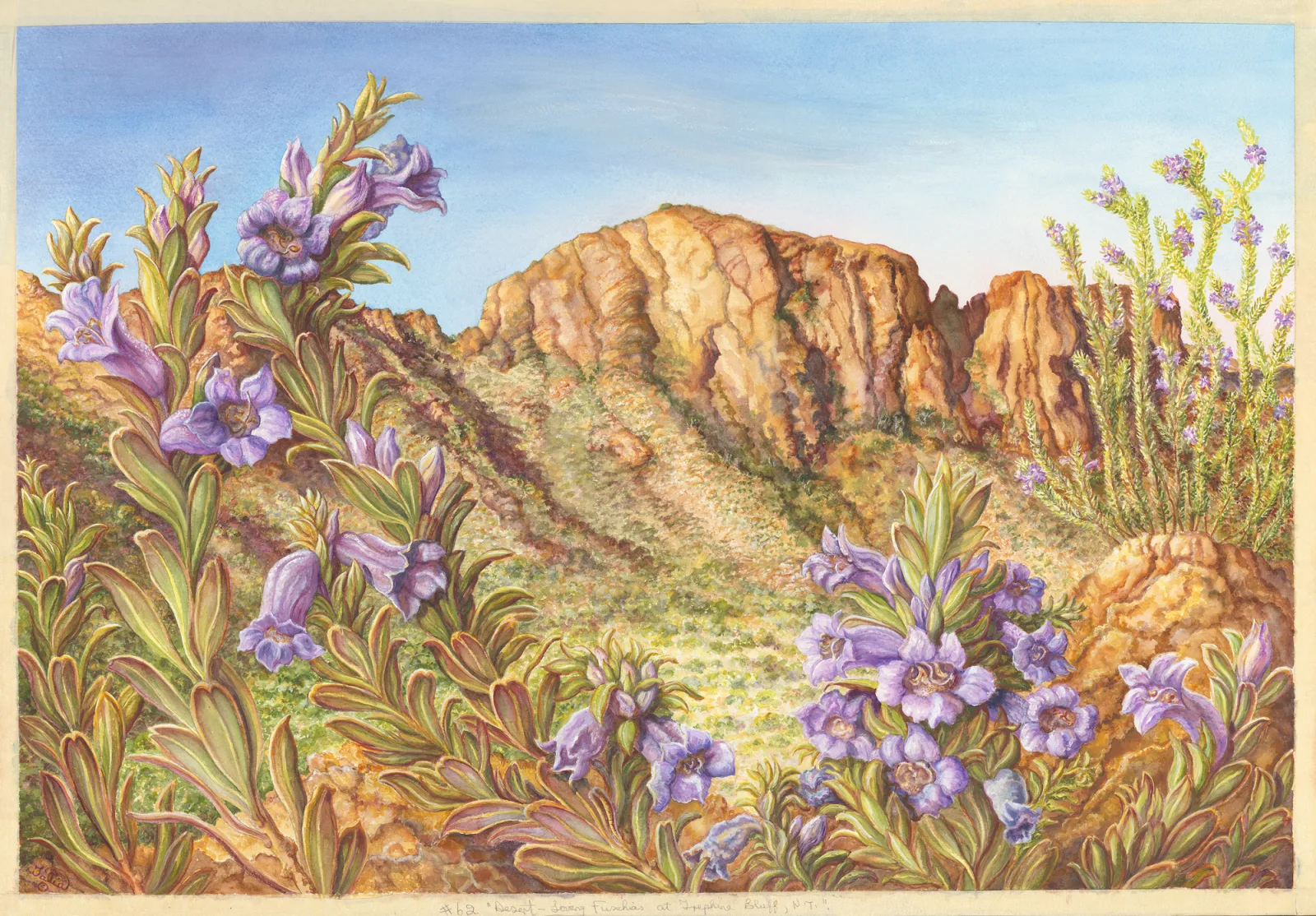 Artwork 62: Desert-Loving Fuchsias at Trephina Bluff, Northern Territory