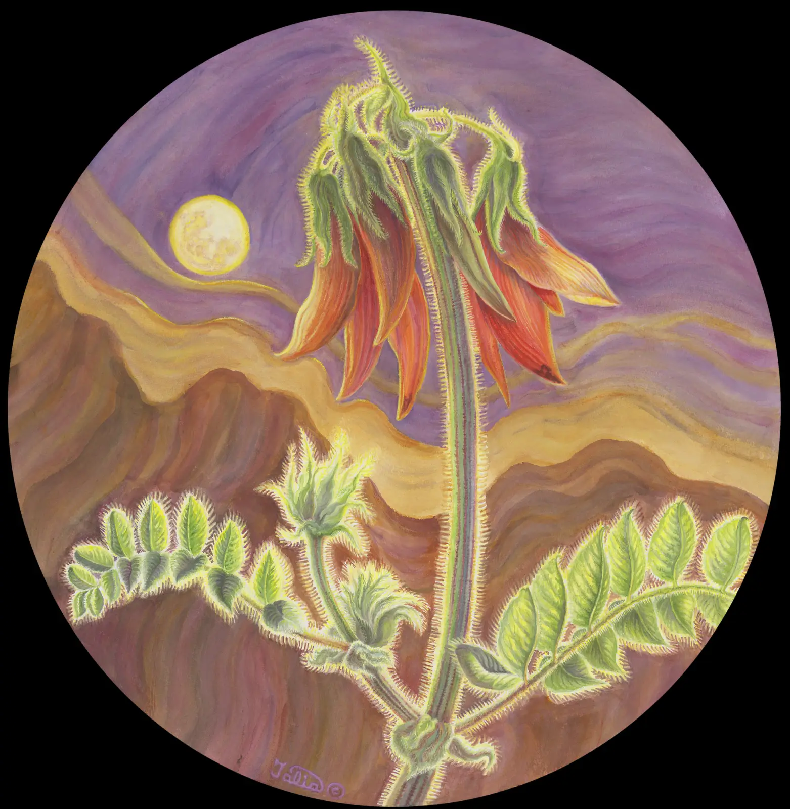Artwork 65A: A Week in the Life of Sturt’s Desert Pea: Moonrise and the Flinders Desert with Sturt’s Desert Pea