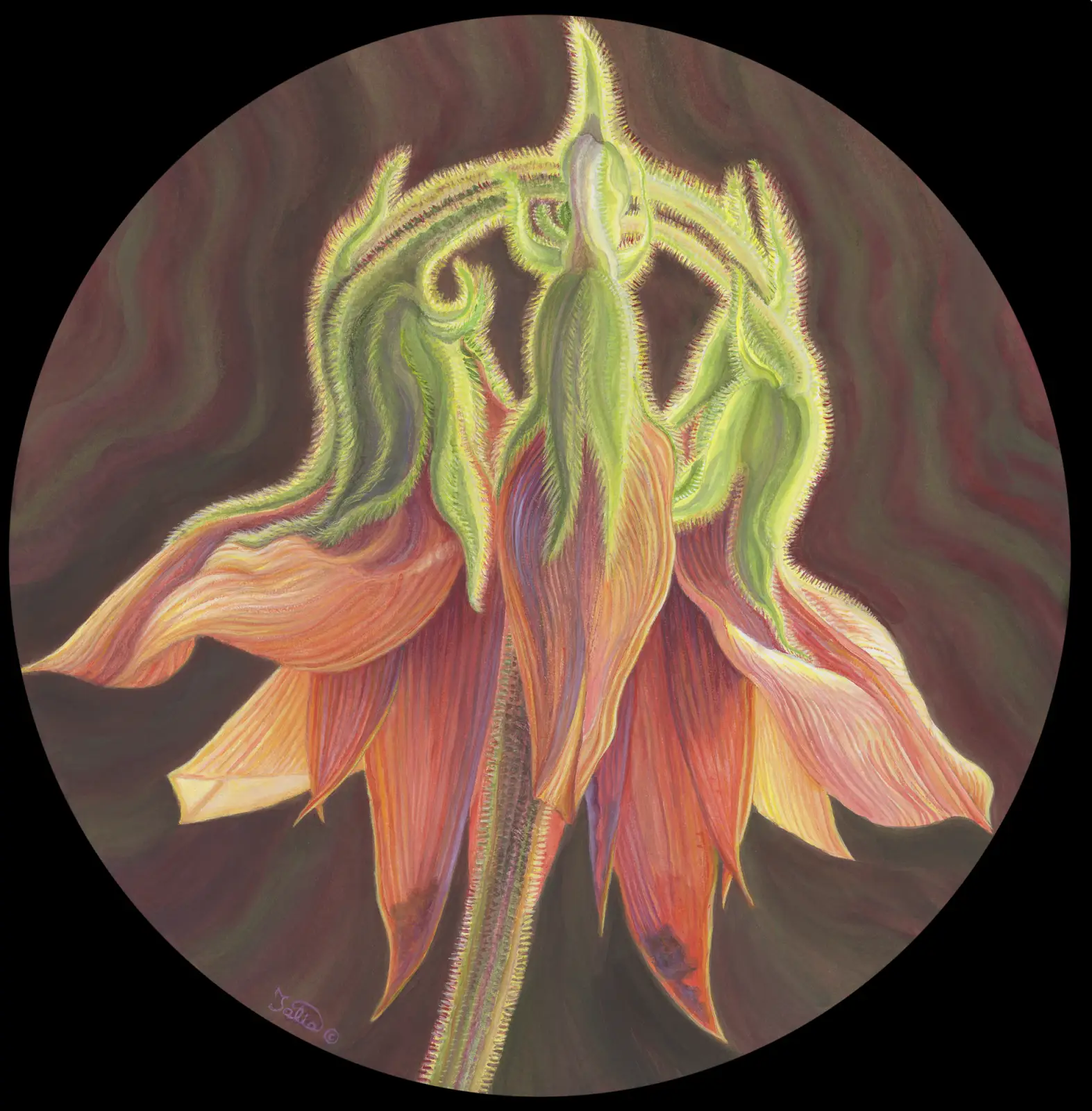 Artwork 65B: A Week in the Life of Sturt’s Desert Pea: Flower Buds Starting to Open—Sturt’s Desert Pea