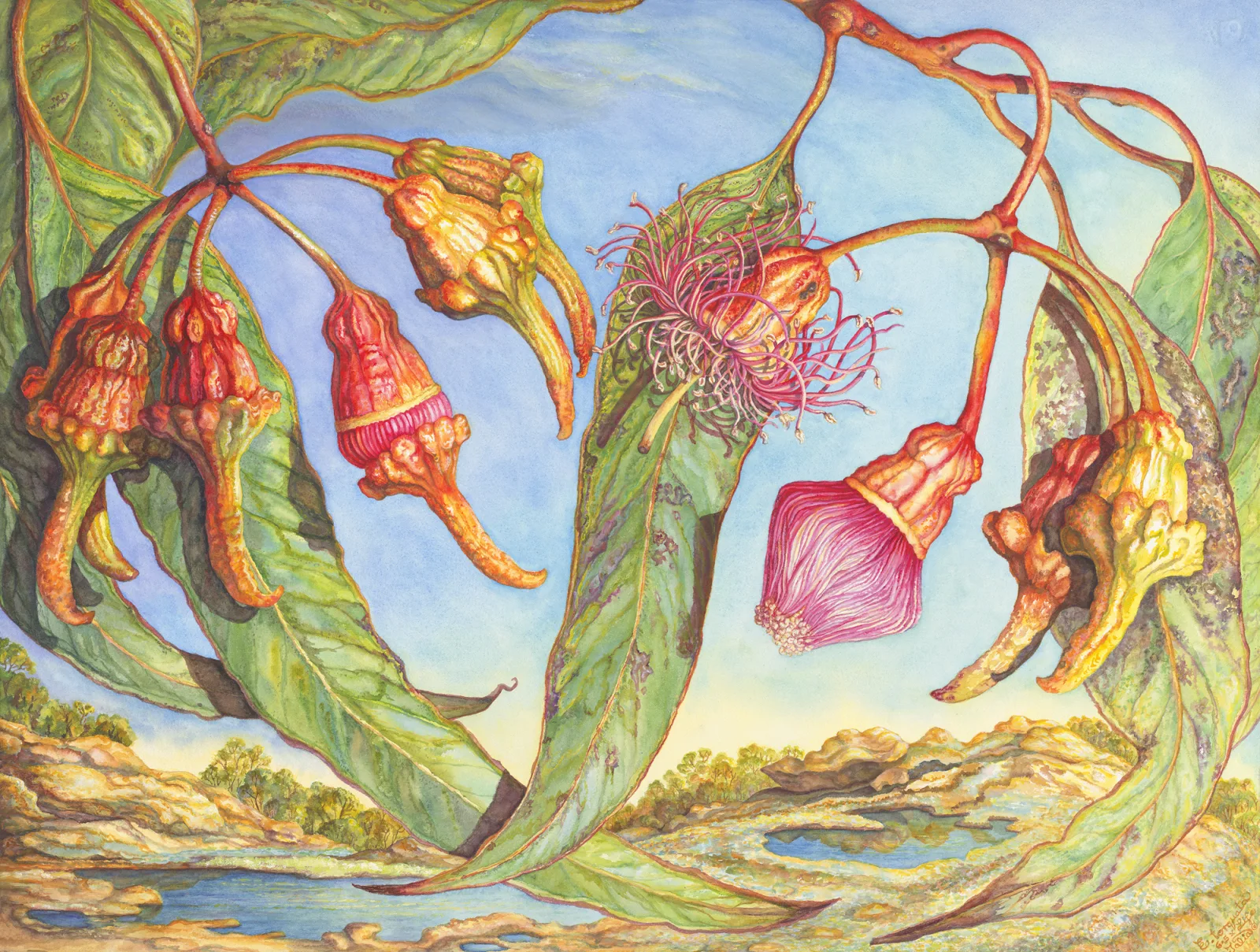 Artwork 47A: Coral Gum at Gnarlbine Rock, Western Australia