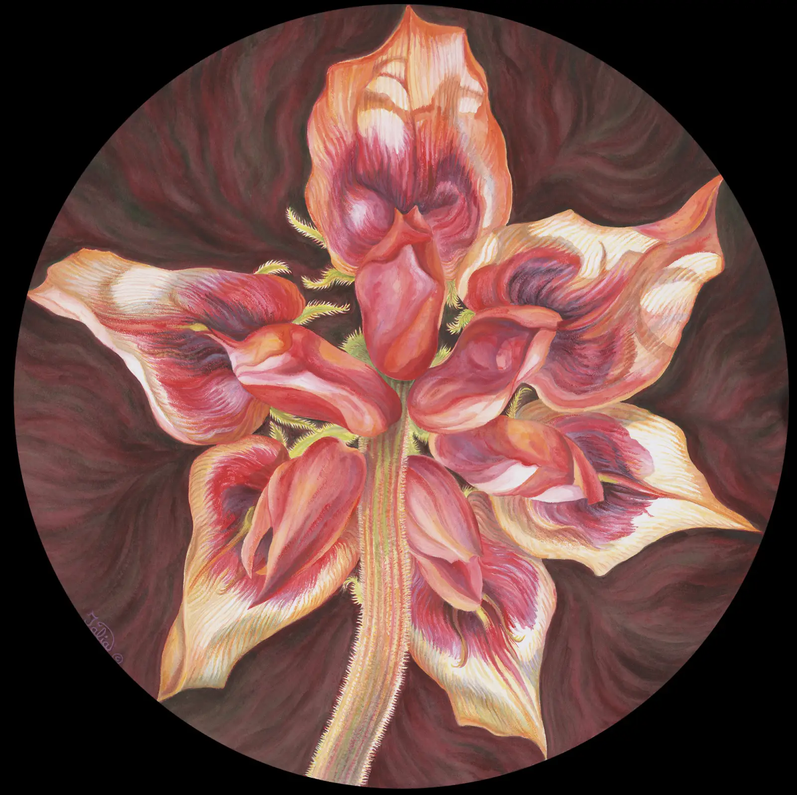 Artwork 65C: A Week in the Life of Sturt’s Desert Pea: An Ant’s Perspective From Beneath—Sturt’s Desert Pea