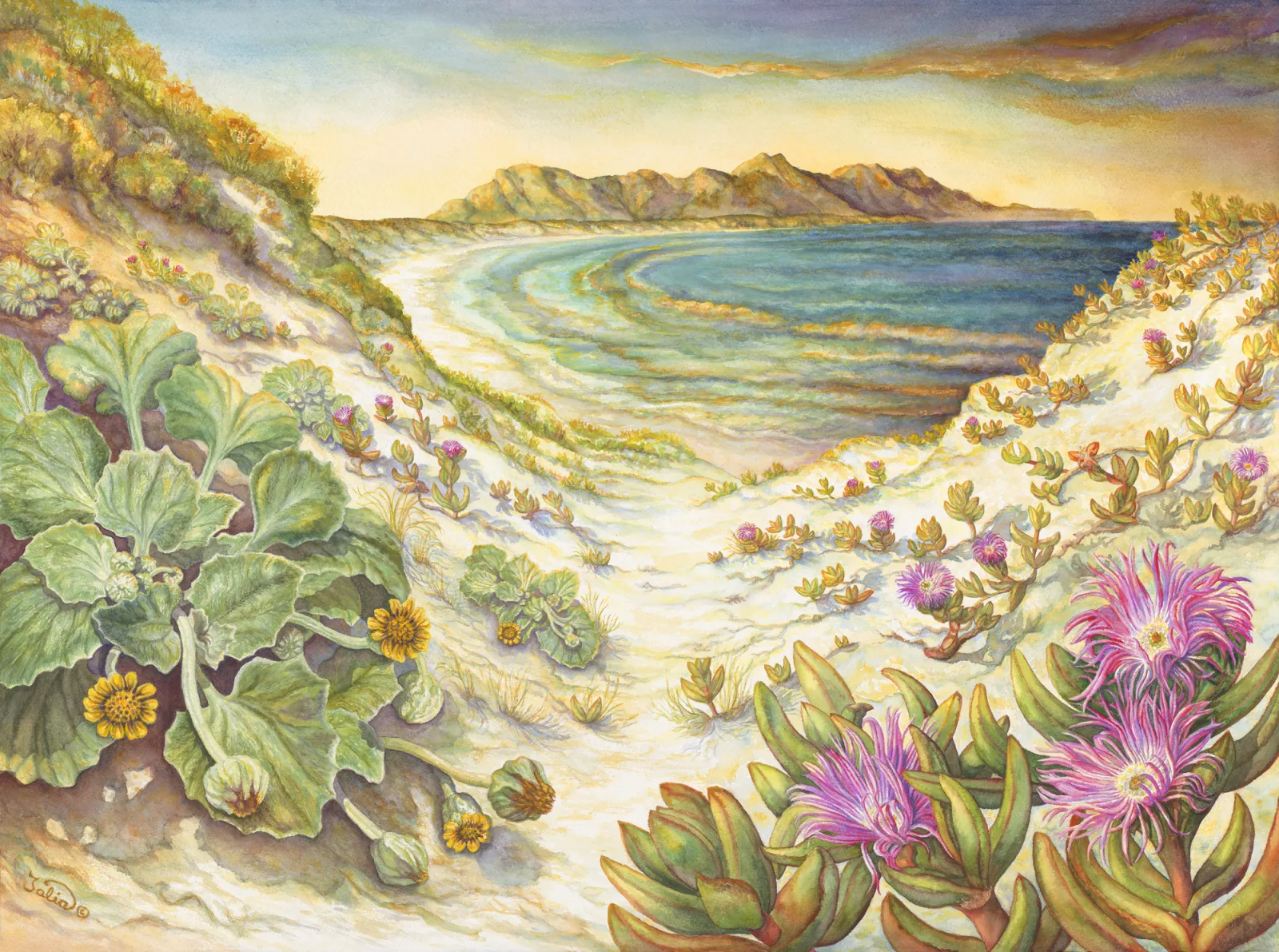 Artwork 69: Thriving on Sun, Sand, and Wind—the Dune Plants of Point Ann, Western Australia