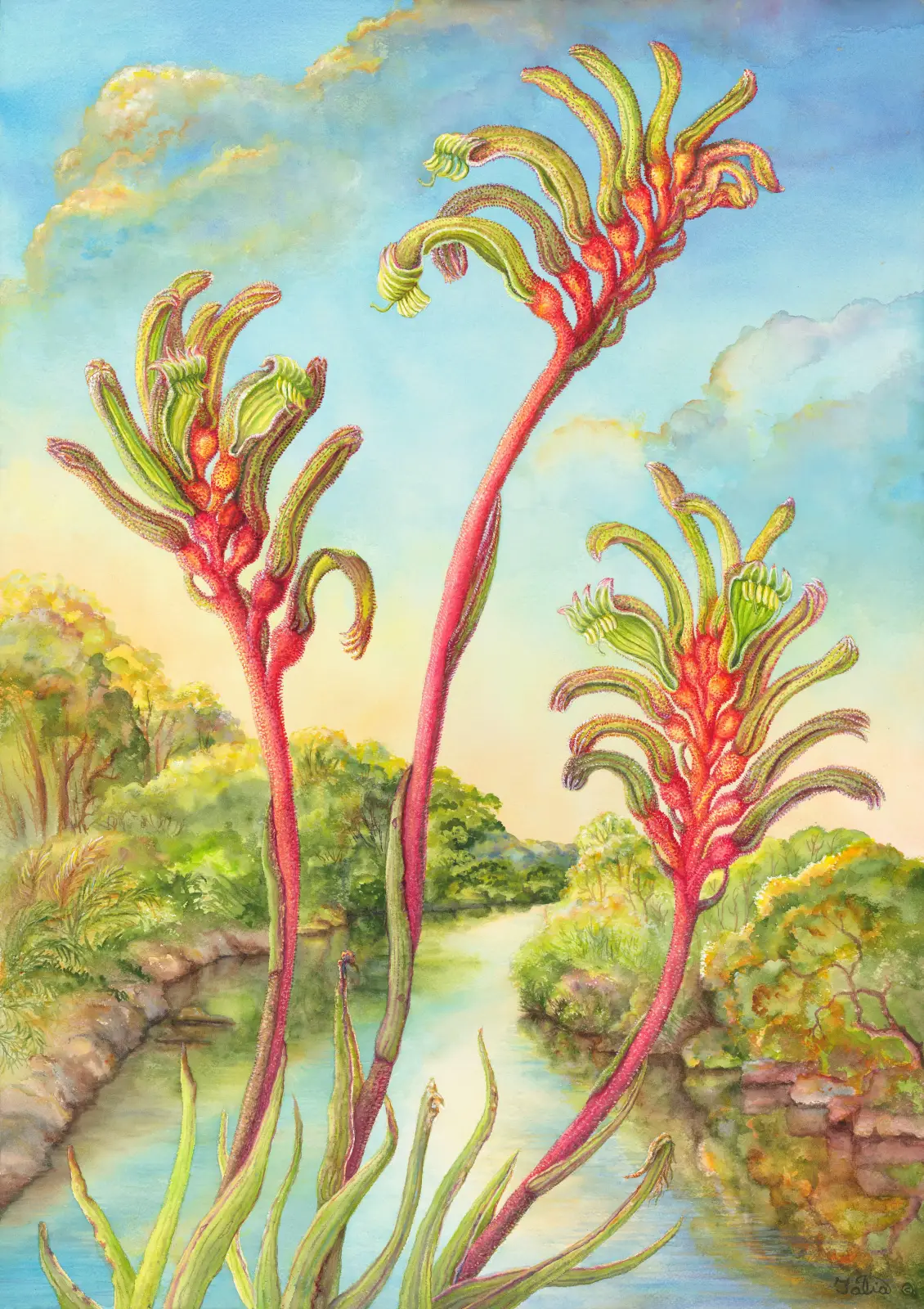 Artwork 49: Kangaroo Paws at Denmark River, Western Australia