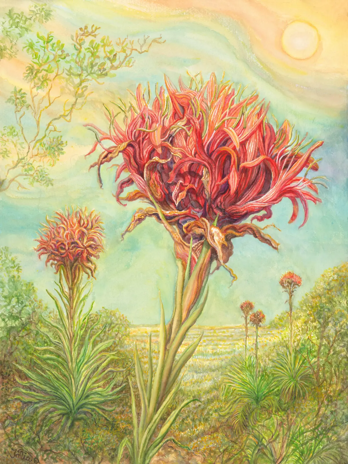 Artwork 52: Flame Lily and the Rising Sun Over the East Coast of Australia