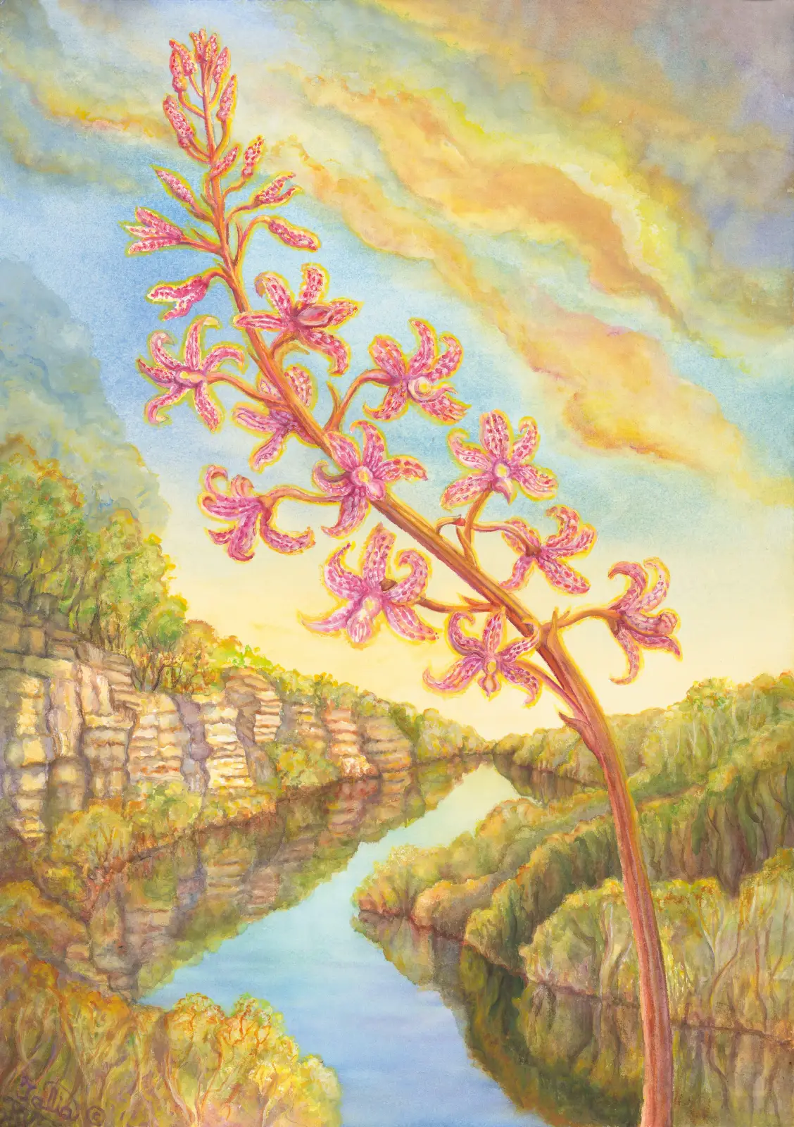 Artwork 53: Hyacinth Orchid at Lower Glenelg River