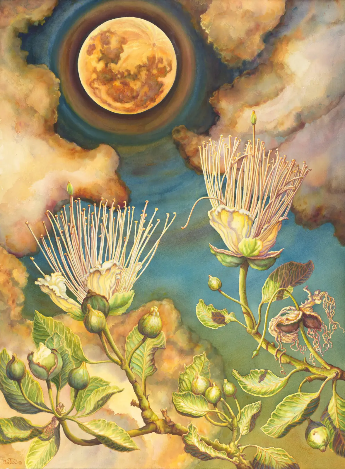 Artwork 54: The Night-Flowering Capparis