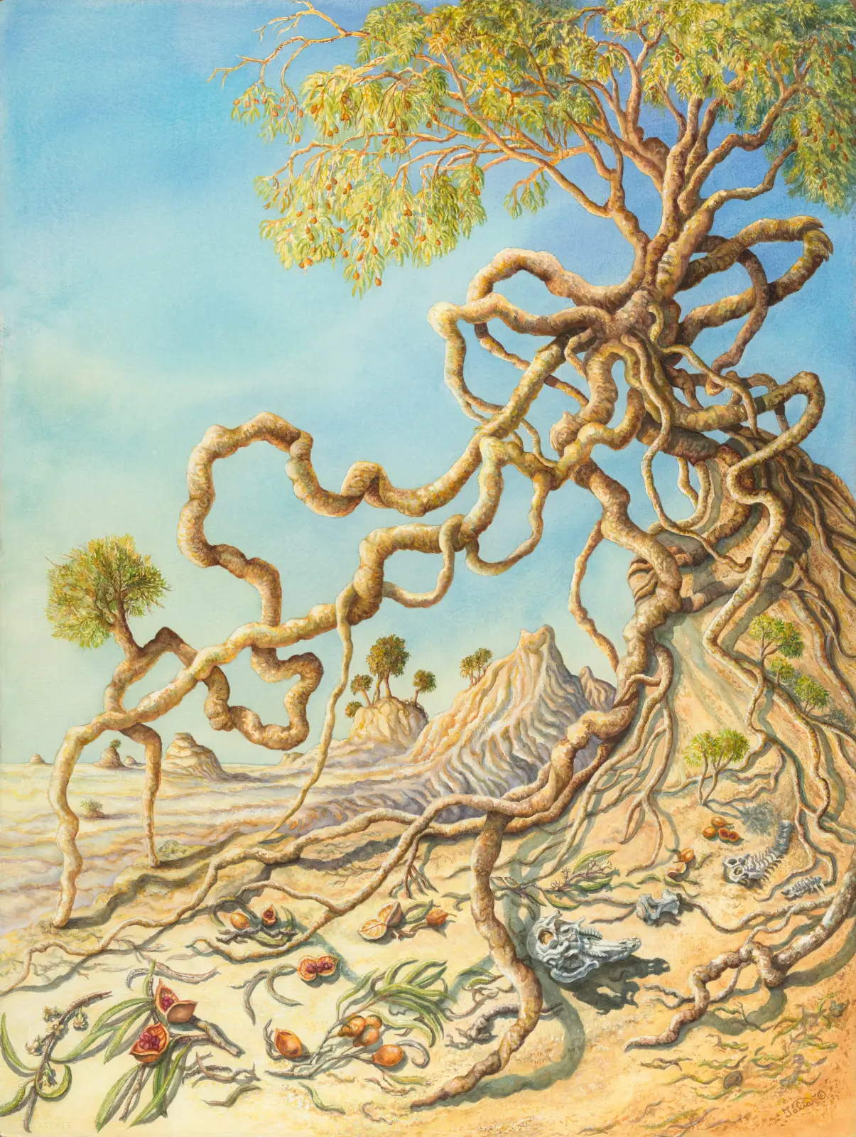 Artwork 61: Lake Mungo and the Weeping Pittosporum