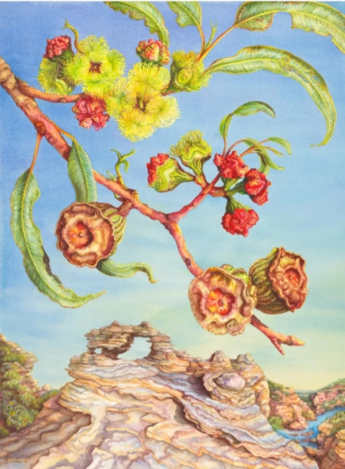 Artwork 43: Illyarrie at the Murchison River Gorge, Western Australia