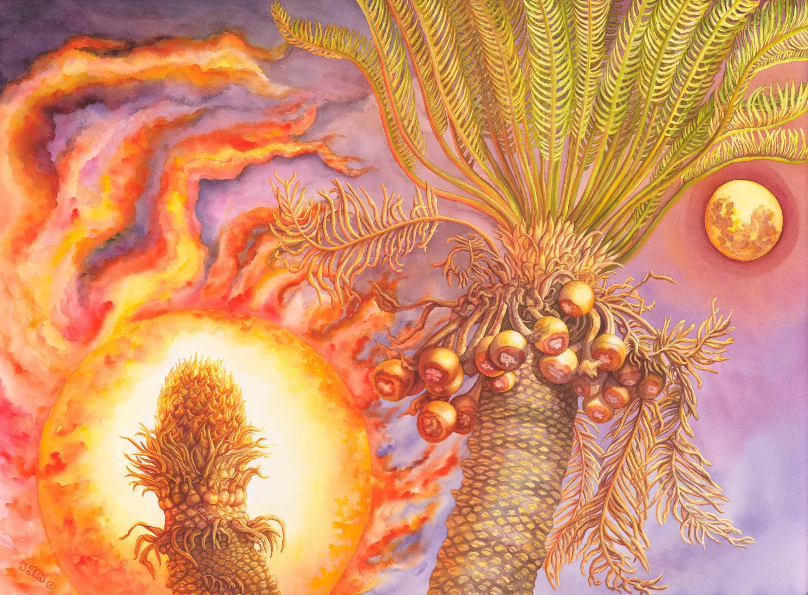 Artwork 9: Helios & Selene—Male and Female Cycas armstrongii