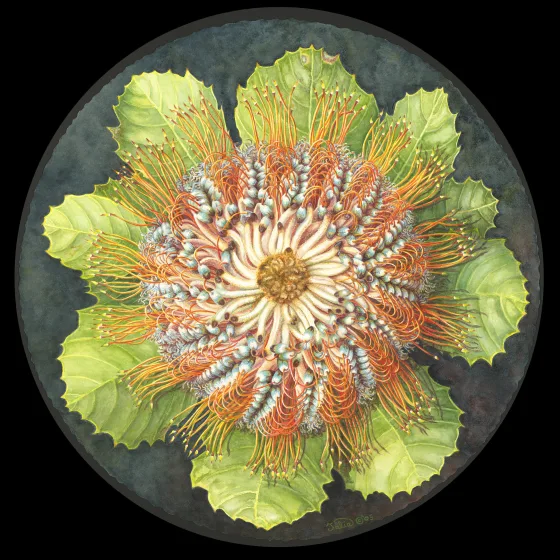 Artwork 30: Firewheel Banksia
