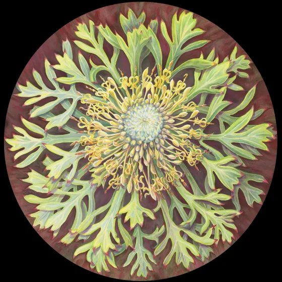 Artwork 37: Like an Anemone - Isopogon anemonifolius