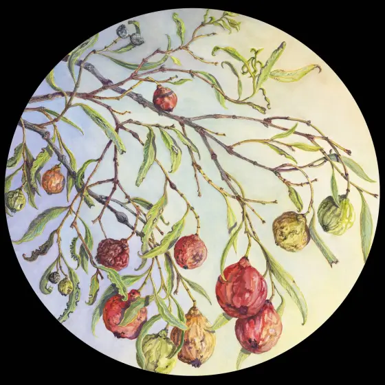 Artwork 39: The Sweet Quandongs of Victoria Rock