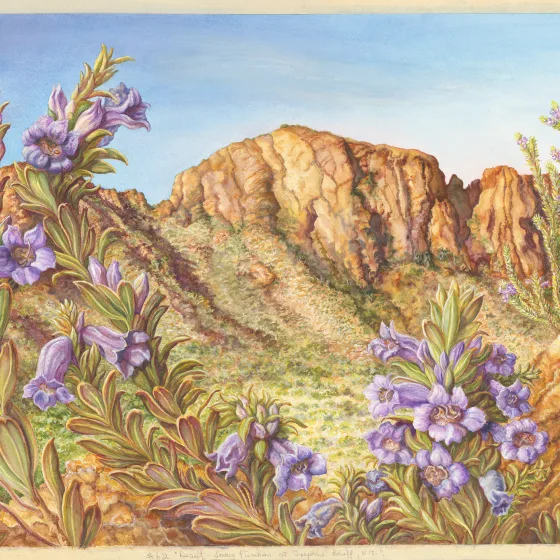 Artwork 62: Desert-Loving Fuchsias at Trephina Bluff, Northern Territory