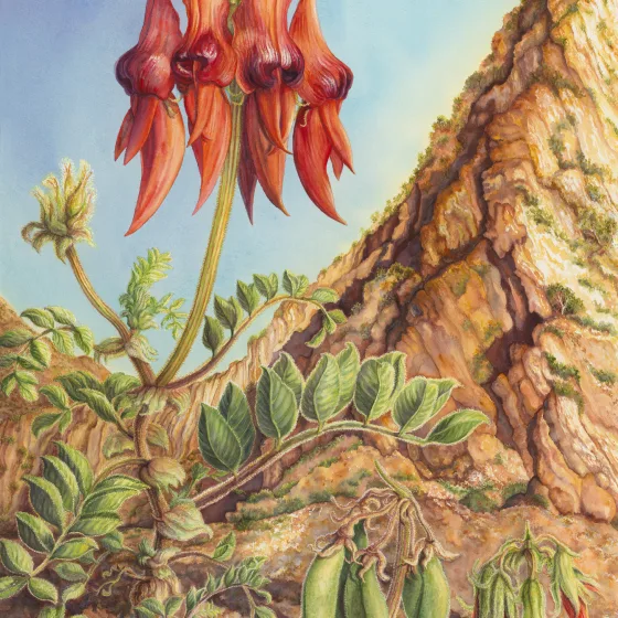 Artwork 64: Arkaroola Quintet