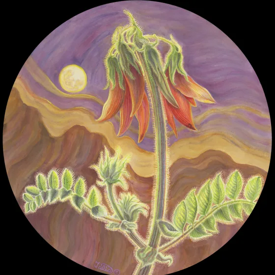 Artwork 65A: A Week in the Life of Sturt’s Desert Pea: Moonrise and the Flinders Desert with Sturt’s Desert Pea