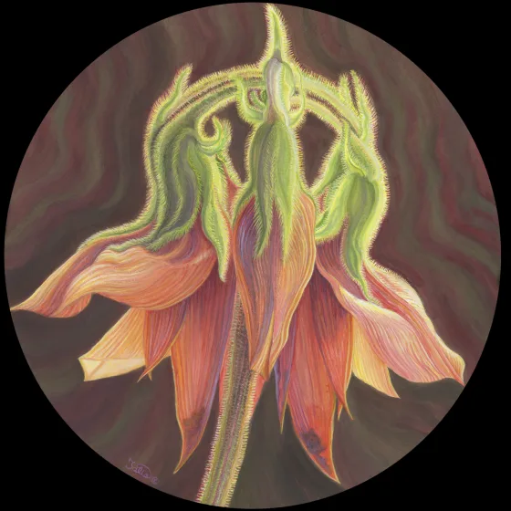 Artwork 65B: A Week in the Life of Sturt’s Desert Pea: Flower Buds Starting to Open—Sturt’s Desert Pea