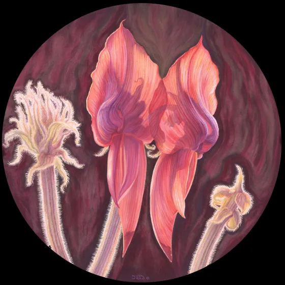Artwork 65D: A Week in the Life of Sturt’s Desert Pea: Mature Peas and Developing Buds—Sturt’s Desert Pea