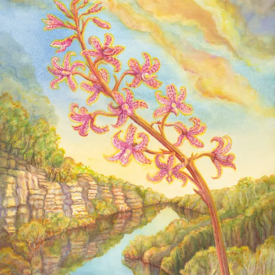 Artwork 53: Hyacinth Orchid at Lower Glenelg River