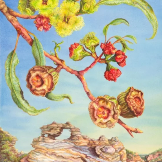 Artwork 43: Illyarrie at the Murchison River Gorge, Western Australia