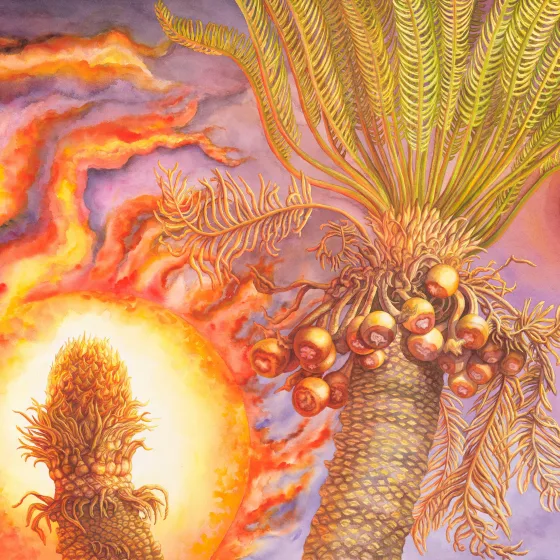 Artwork 9: Helios & Selene—Male and Female Cycas armstrongii